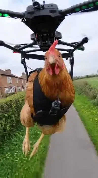 British Chicken strapped to a drone. The chicken is rapping about not wanting to be fried