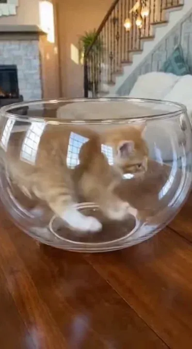 Somebody once told me the world is gonna bowl me 🐈 @cameoed